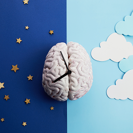 Brain at night and during the day